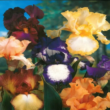 Rizomi de Iris Germanica Bearded Mix
