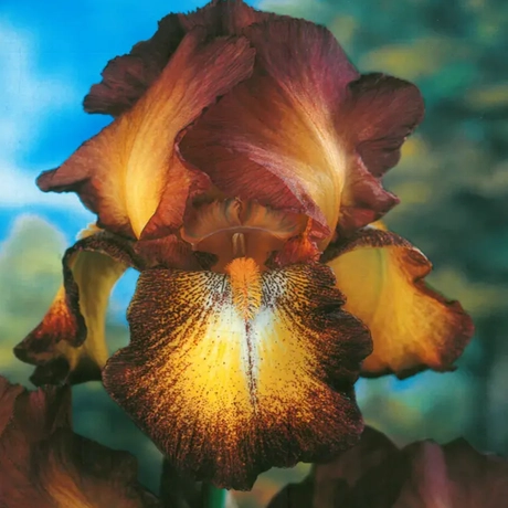 Rizomi de Iris Germanica Black Brown