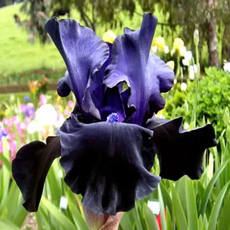 Rizomi de Iris Germanica Black Dragon