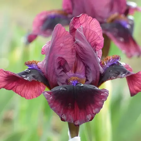 Rizomi de Iris Germanica Blue-Red