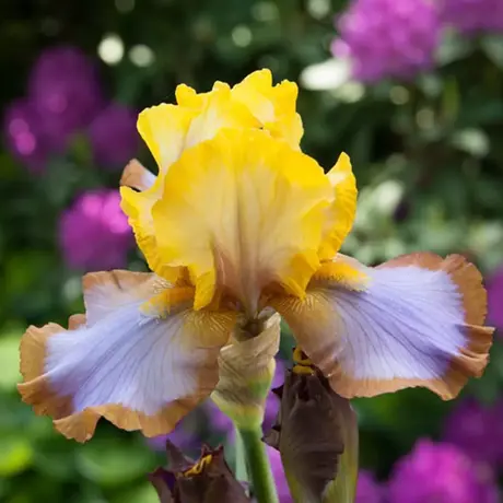 Rizomi de Iris Germanica Brown Lasso