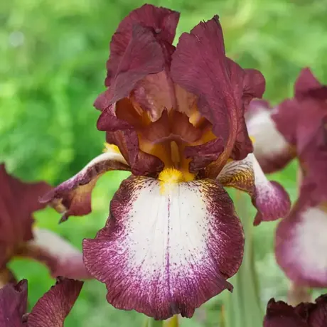 Rizomi de Iris Germanica Crinoline