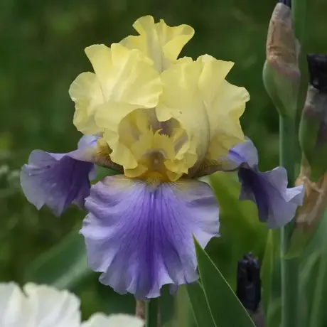 Rizomi de Iris Germanica Edith Wolford