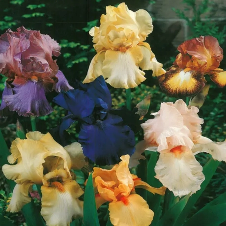 Rizomi de Iris Germanica Mix 1