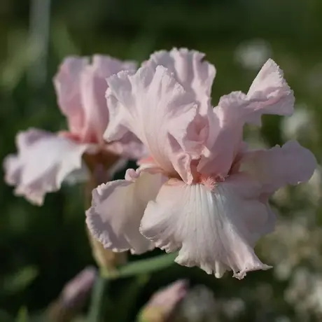 Rizomi de Iris Germanica Pink Tafette