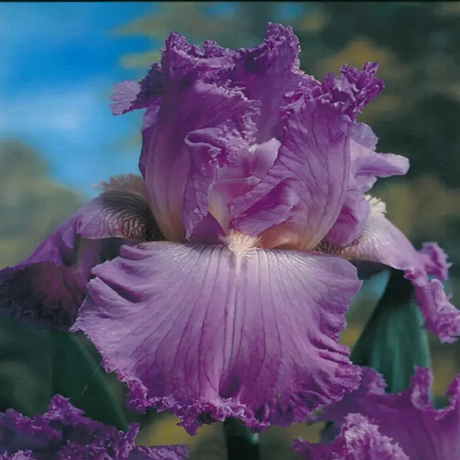 Rizomi de Iris Germanica Pink