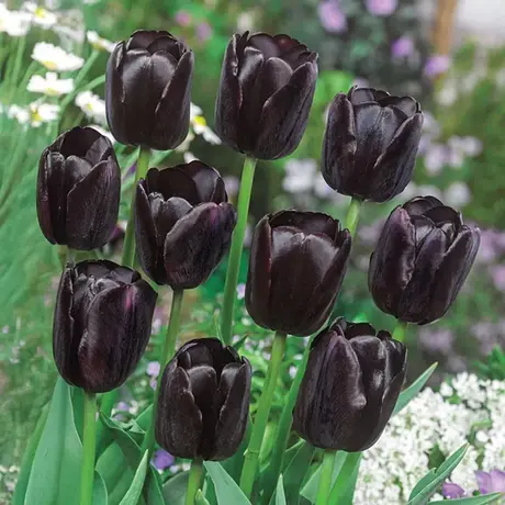 Bulbi de Lalele African Queen (12 cm +)