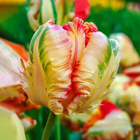 Bulbi de Lalele Apricot Parrot