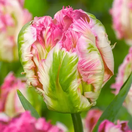Bulbi de Lalele Pink Vision (12 cm +)