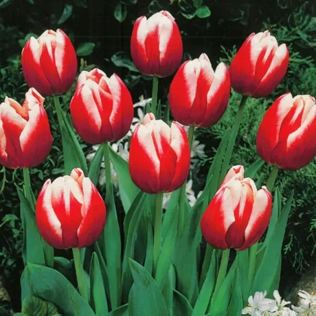 Bulbi de Lalele Red/White (12 cm +)