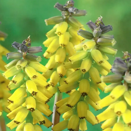 Bulbi de Muscari Macrocarpum