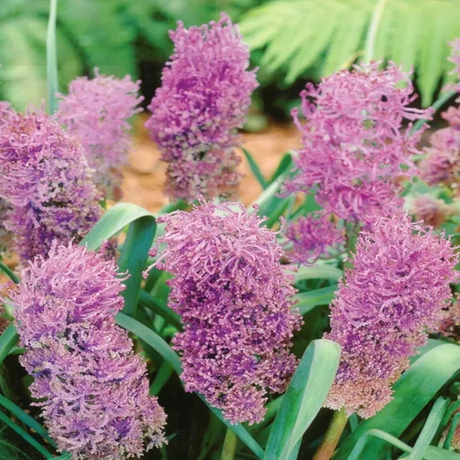 Bulbi de Muscari Plumosum