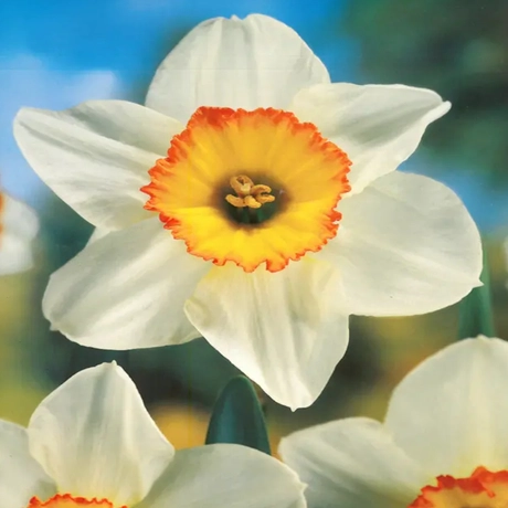 Bulbi de Narcise Flower Record