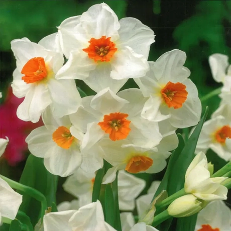 Bulbi de Narcise Geranium