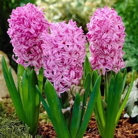 Bulbi de Zambile Amethyst 