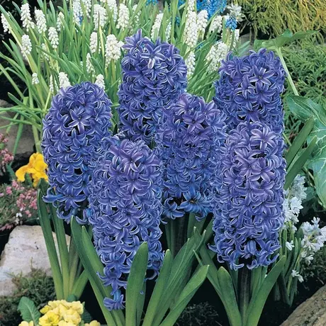Bulbi de Zambile Blue Giant