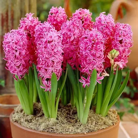 Bulbi de Zambile Pink Pearl