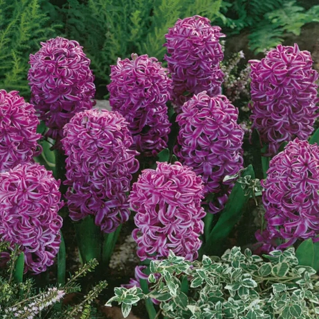 Bulbi de Zambile Purple Sensation