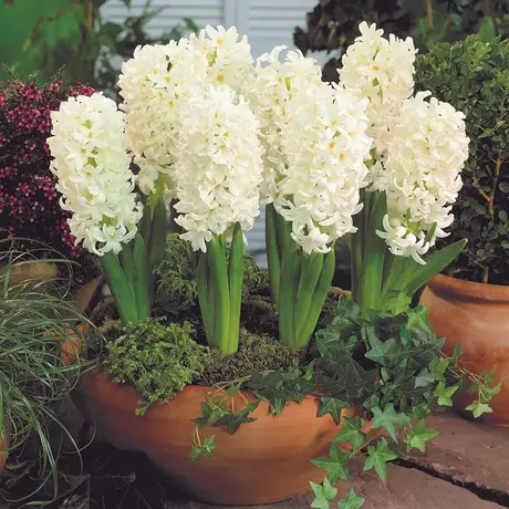 Bulbi de Zambile White Pearl 