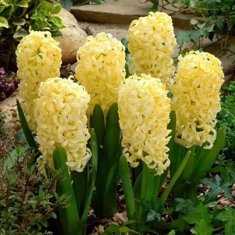 Bulbi de Zambile Yellow Queen 