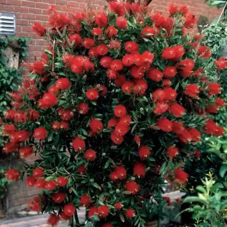 Callistemon Citrinus - Red Rocket la Ghiveci
