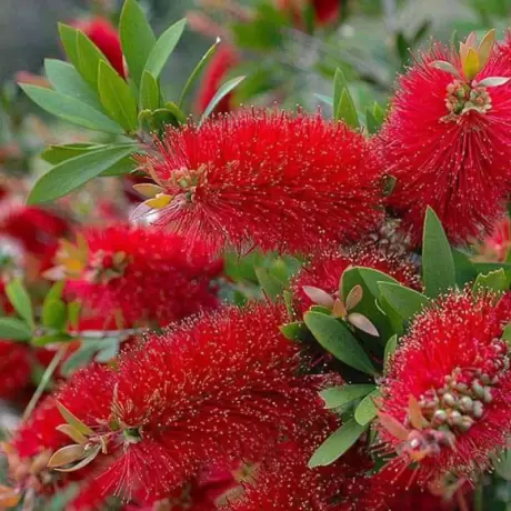 Callistemon Citrinus - Red Rocket la Ghiveci