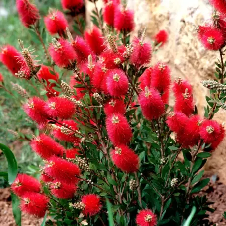 Callistemon Citrinus - Red Rocket la Ghiveci