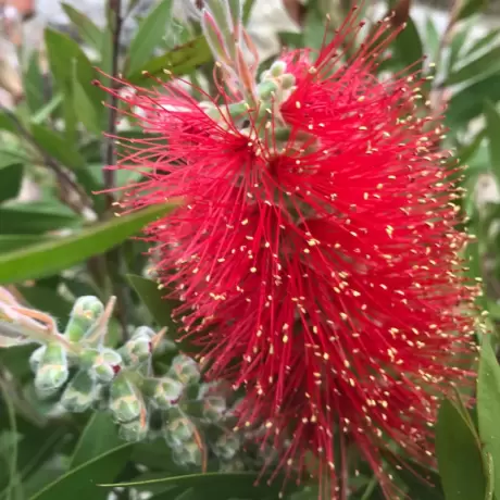 Callistemon Rugulosus - Copăcel la Ghiveci