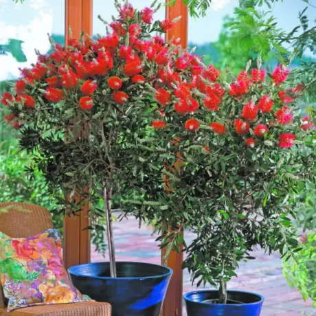 Callistemon Rugulosus - Copăcel la Ghiveci