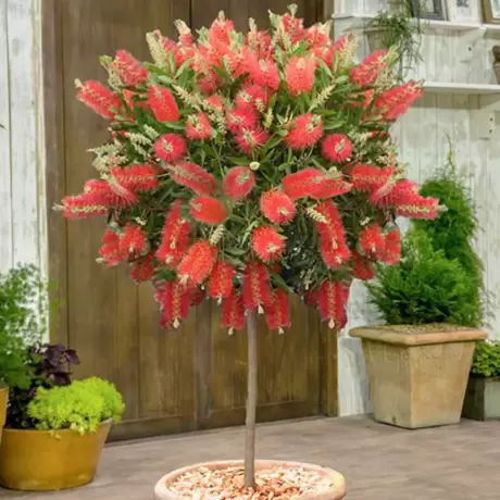 Callistemon Rugulosus - Copăcel la Ghiveci