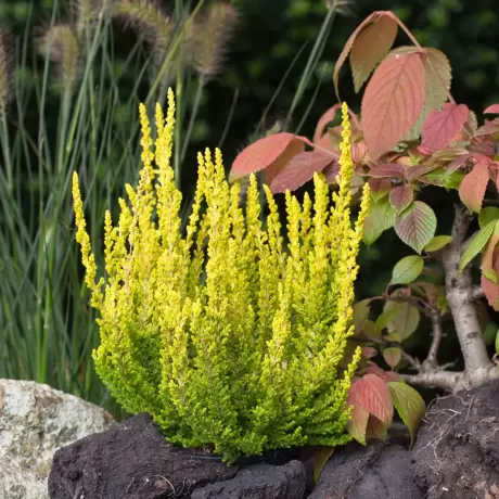 Calluna - Vulgaris Yellow la Ghiveci