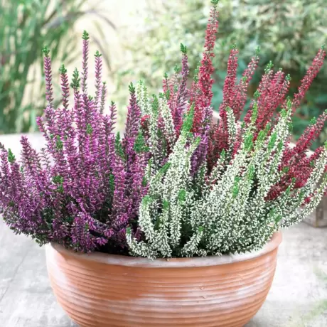 Calluna - Vulgaris Mix la Ghiveci