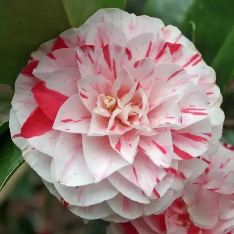 Camelia Japonica Bicolor la Ghiveci