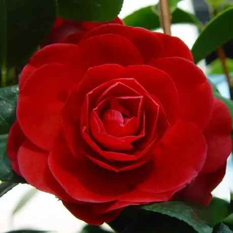 Camelia Japonica Red la Ghiveci