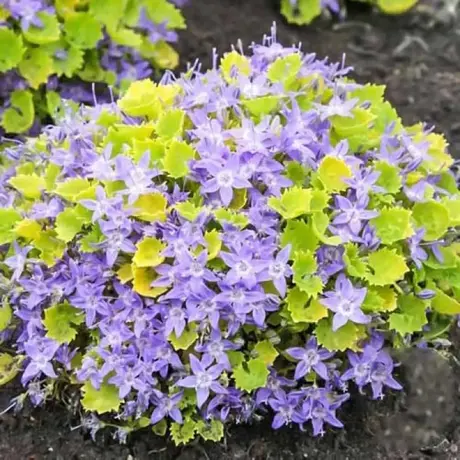 Campanula Gold la Ghiveci