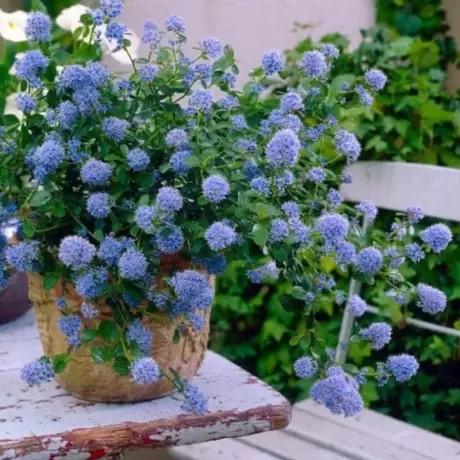 Liliac de California - Ceanothus Thyrsiflorus Repens la Ghiveci