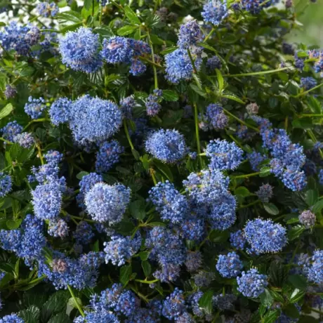 Liliac de California - Ceanothus Thyrsiflorus Repens la Ghiveci