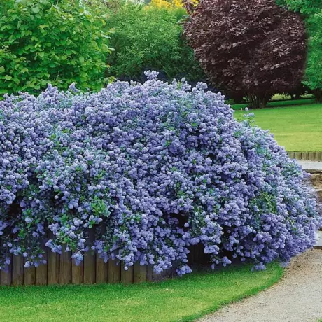 Liliac de California - Ceanothus Thyrsiflorus Repens la Ghiveci