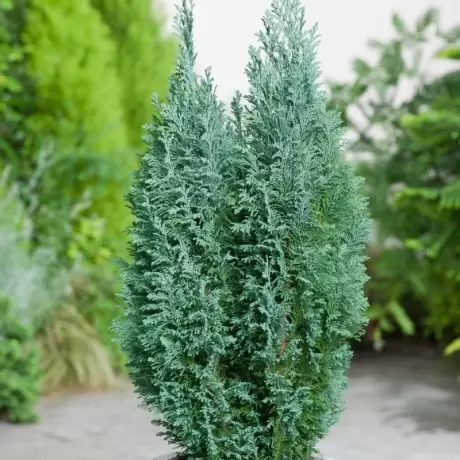 Chamaecyparis - Lawsoniana Ellwoodii la Ghiveci