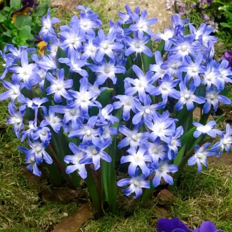 Gloria Zapezii - Chionodoxa - Royal Blue