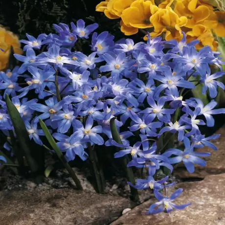 Gloria Zapezii - Chionodoxa - Royal Blue