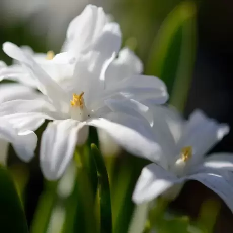 Gloria Zapezii - Chionodoxa - White Snow