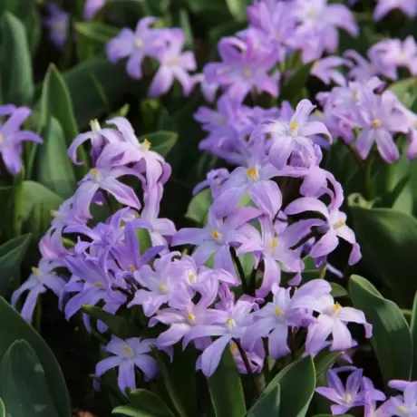 Gloria Zapezii - Chionodoxa - Pink