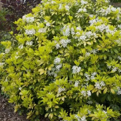 Choisya Ternata - Brica la Ghiveci