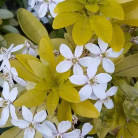 Choisya Ternata - Brica la Ghiveci