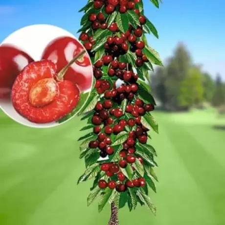 Pom Fructifer - Cires Columnar Victoria la Ghiveci