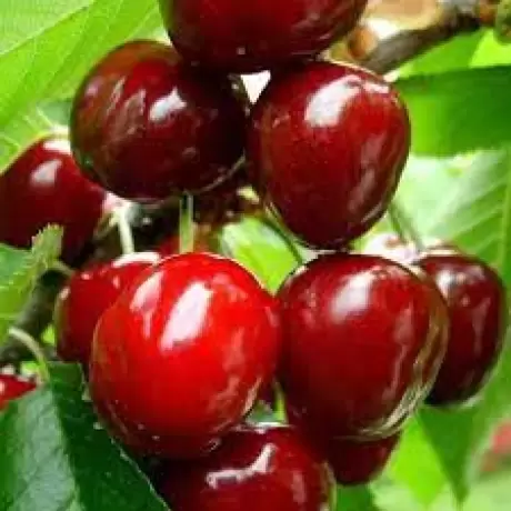 Pom Fructifer - Cires Katalin