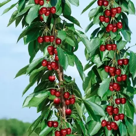 Pom Fructifer - Cires Columnar Ferrovia la Ghiveci