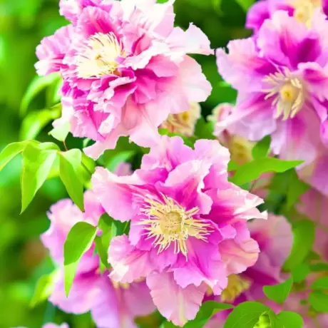 Clematis - Mary Pillu la Ghiveci