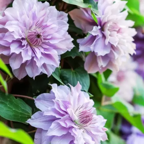Clematis - Vyvyan Pannel la Ghiveci